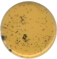 111972.0500 Tsc Agar Tryptose Sulfite Cycloserine Agar (Base) For Microbiology 500 Gr